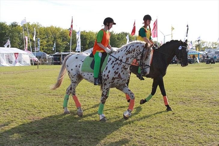 Knabstrupper Lá Feve´s Fion billede 15