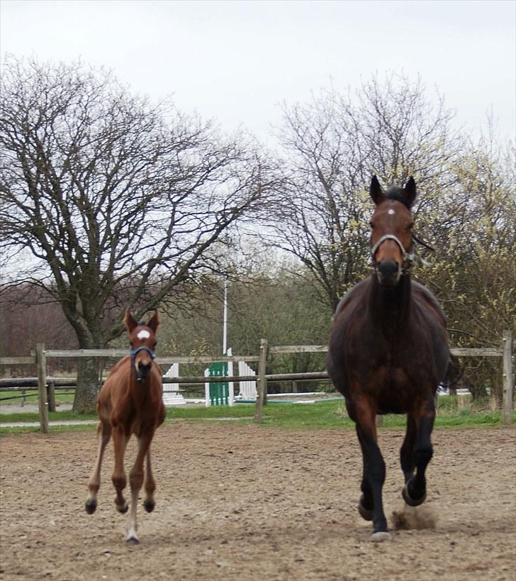 Fuldblod (XX) Smart Hawk  billede 6