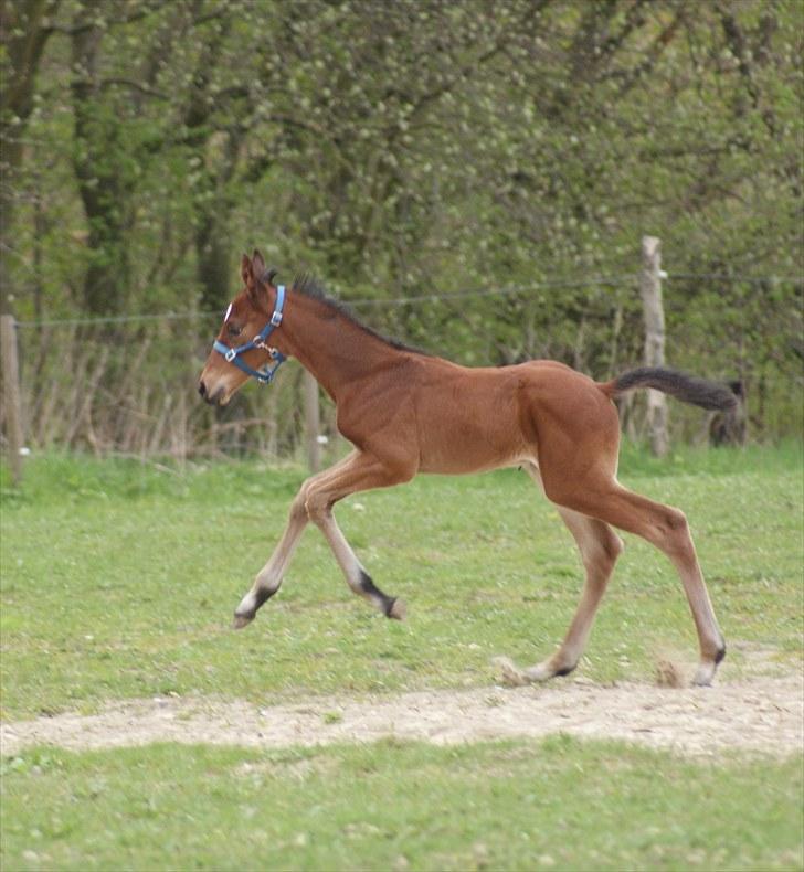 Fuldblod (XX) Smart Hawk  billede 15