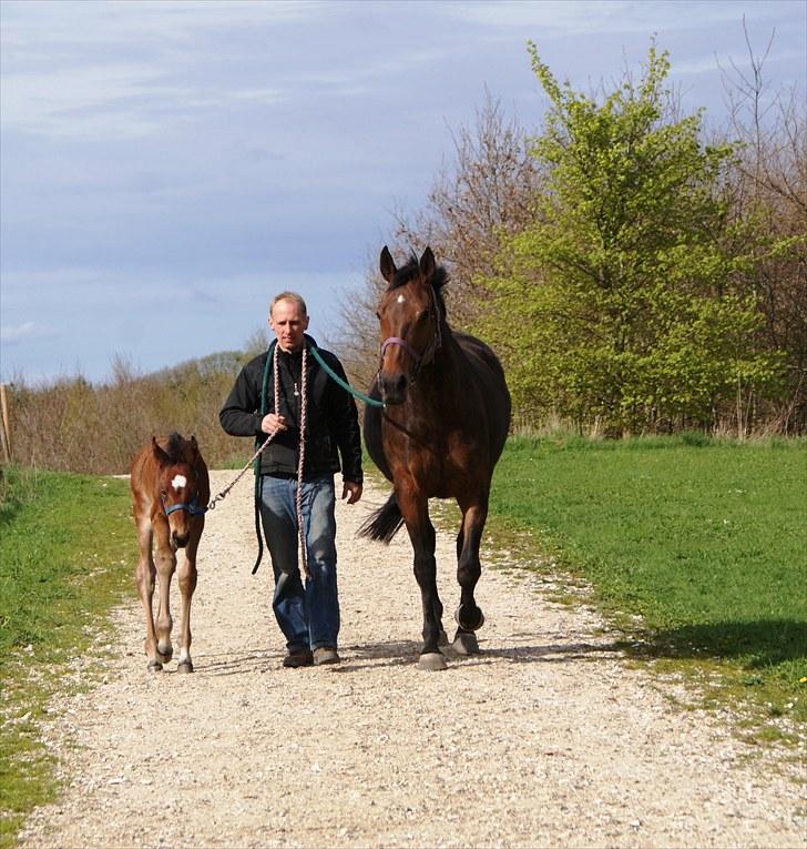 Fuldblod (XX) Smart Hawk  billede 17