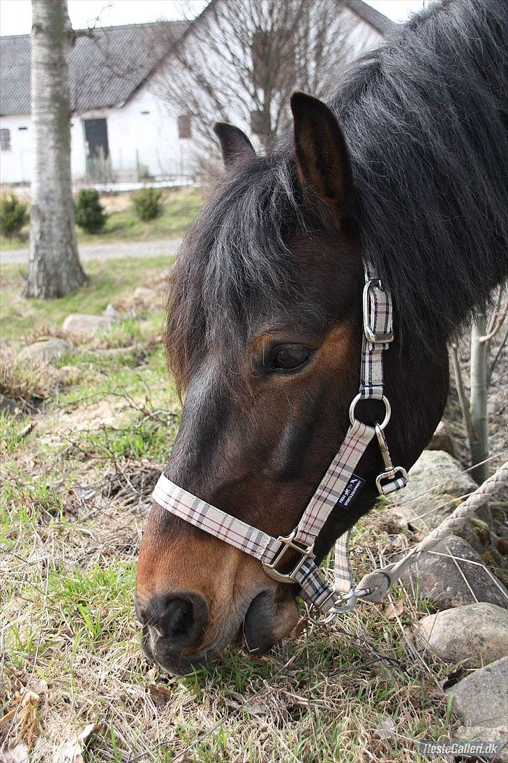 New Forest Ida´s Moonlight *Monty* - "gumle gumle gumle" billede 7