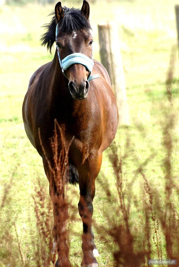 New Forest Ida´s Moonlight *Monty* - syntes at Monty er SÅ sød på dette billede, og han er utrolig tyk..så syntes lige at det skulle med :P billede 8