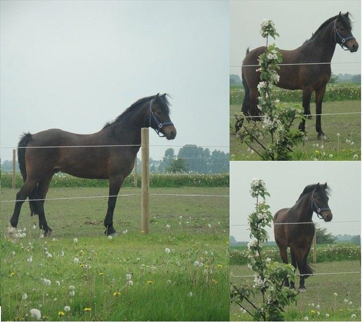 New Forest Ida´s Moonlight *Monty* - kæft en lækker hest jeg har ;) <3 billede 9