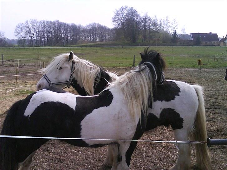 Tinker Royal Sascha billede 9