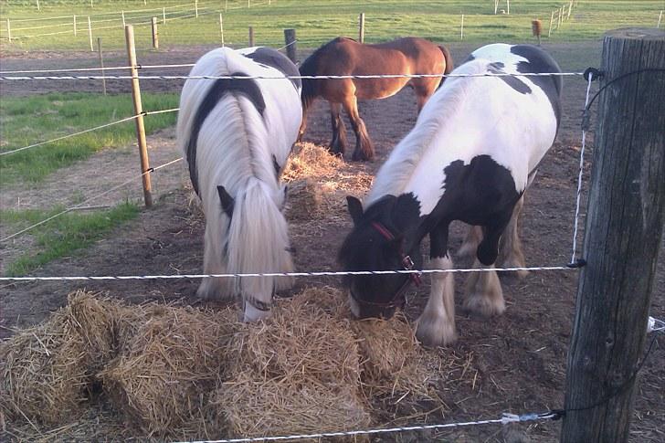 Tinker Royal Sascha billede 10