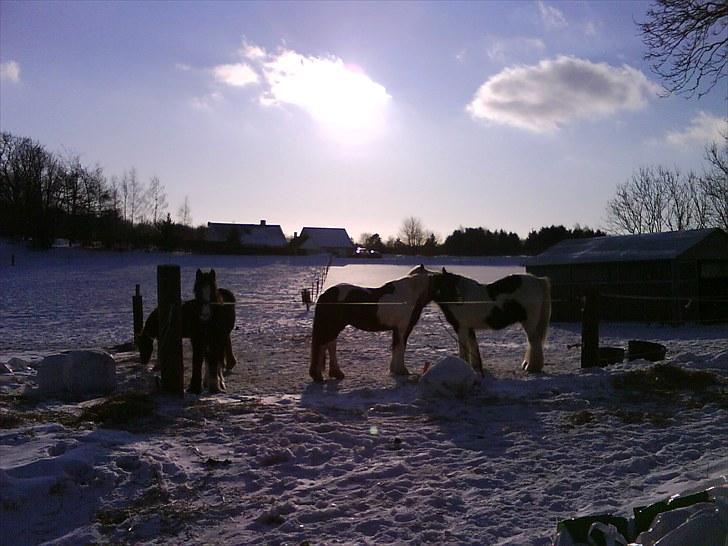 Tinker Royal Sascha billede 11