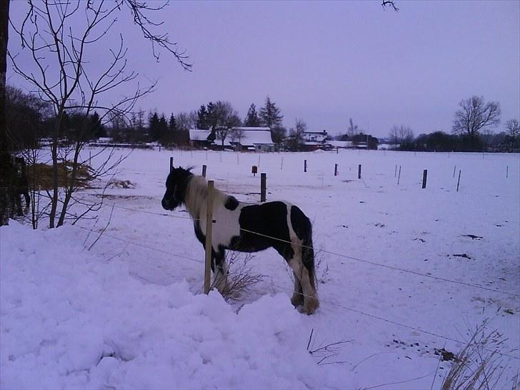 Tinker Royal Sascha billede 13