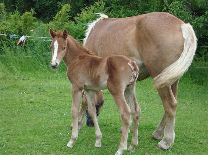 Anden særlig race Blue Balloo - helt ny billede 1