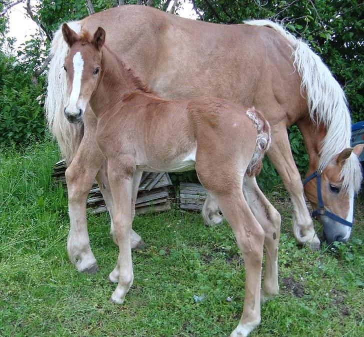 Anden særlig race Blue Balloo - 5 dage gammel billede 2