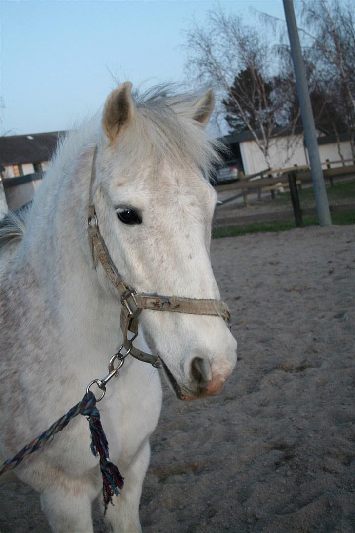 Anden særlig race Brøderups Balou billede 2