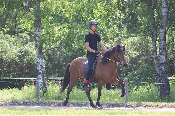 Islænder Vina Vom Neuhoff - Deres første T.2 til fyns :D  billede 17