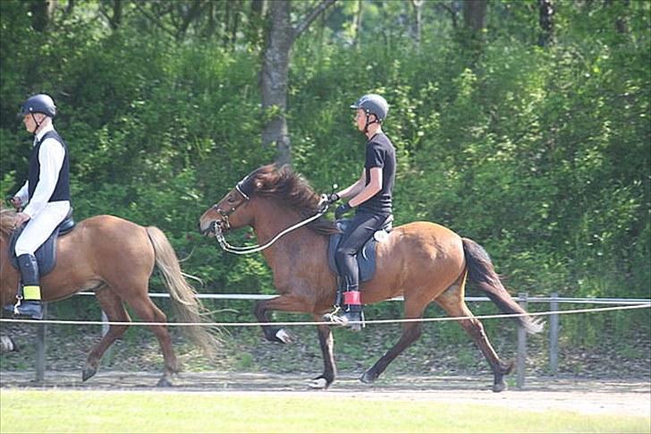 Islænder Vina Vom Neuhoff - T.2 til fyns billede 18