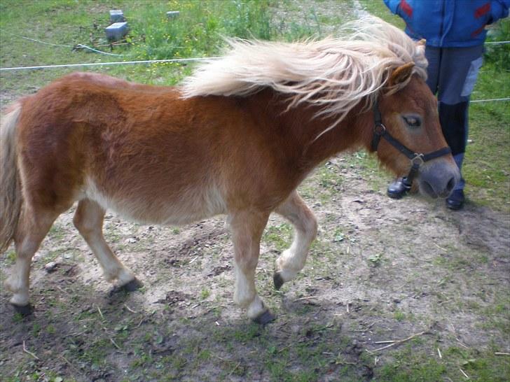 Shetlænder Bella Donna Morsbøl ( Dulle ) billede 12