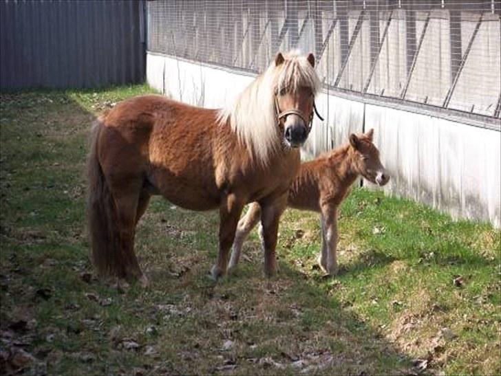 Shetlænder Bella Donna Morsbøl ( Dulle ) - bella donna  og hendes mor. billede 13