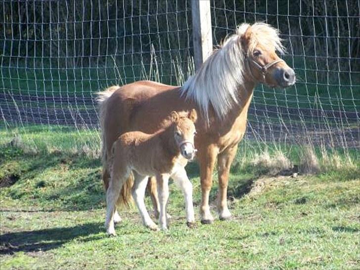 Shetlænder Bella Donna Morsbøl ( Dulle ) - bella donna  og hendes mor. billede 14