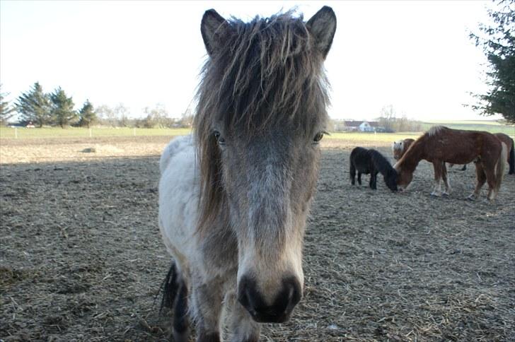 Islænder Sóley fra Skovstrupholm - sóley står og ser mig lidt an. billede 1