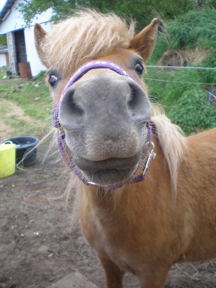 Shetlænder Bella Donna Morsbøl ( Dulle ) -  dulle vil drille taget d. 15-05-11 billede 15