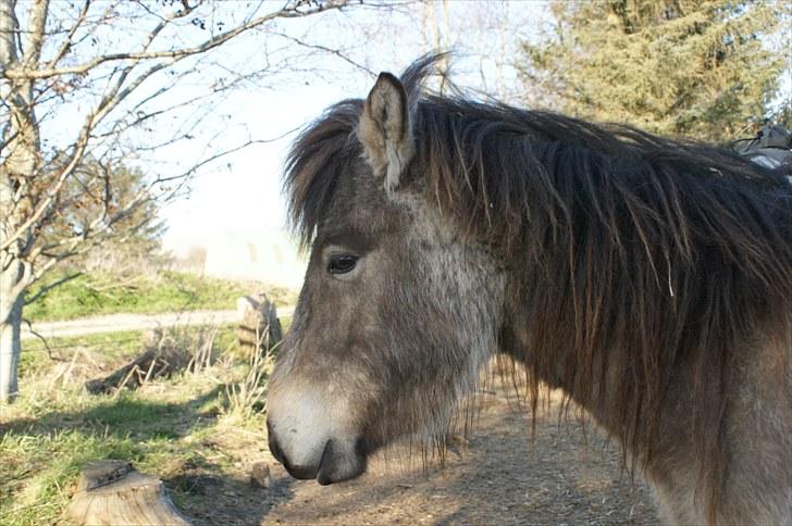 Islænder Sóley fra Skovstrupholm - Her nyder hun mit nærværd. billede 2