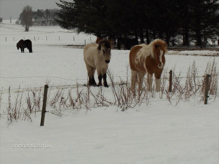 Islænder Sóley fra Skovstrupholm - Mit første møde med Sóley. Jeg faldt for hende pladask... synes bare der var noget ved hende, som jeg ikke kunne stå for. billede 3