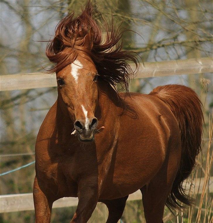 Arabisk fuldblod (OX) D. Shan´n Jan Memory *SOLGT* - April 2011 Taget af Charlotte Davidsen billede 1