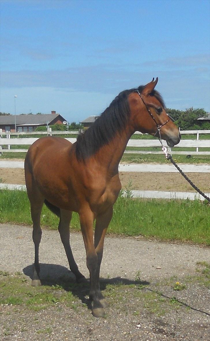 Arabisk fuldblod (OX) FE Shadiva billede 3