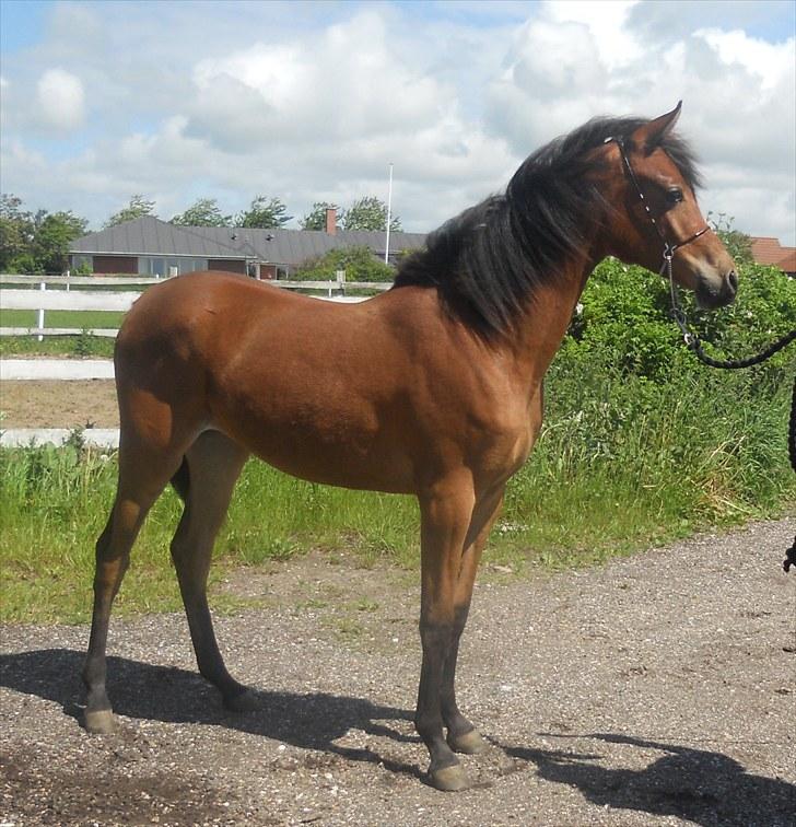 Arabisk fuldblod (OX) FE Shadiva billede 4