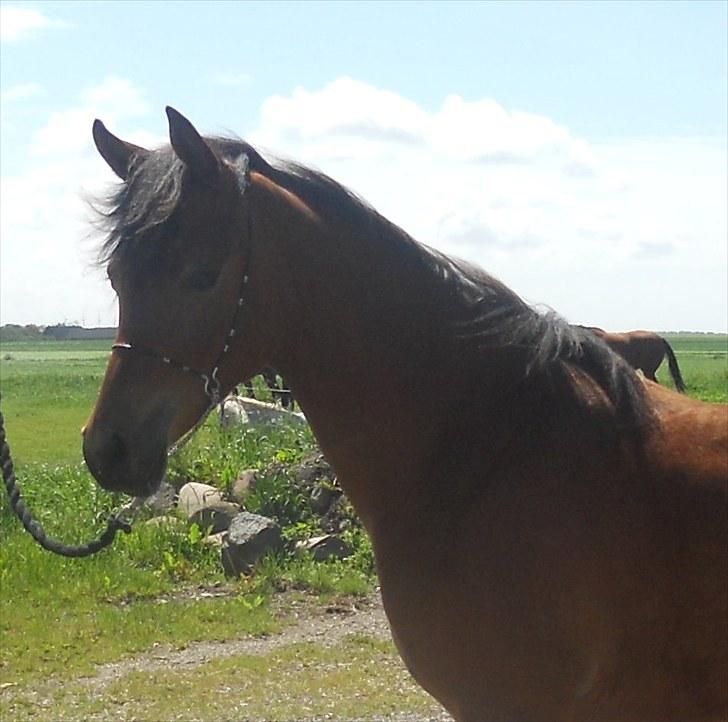 Arabisk fuldblod (OX) FE Shadiva billede 5