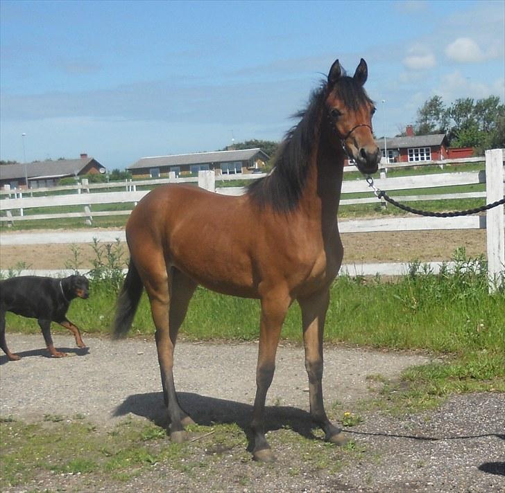 Arabisk fuldblod (OX) FE Shadiva billede 6