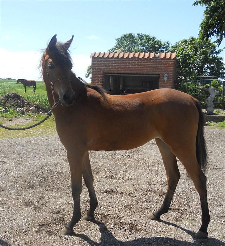Arabisk fuldblod (OX) FE Shadiva billede 7