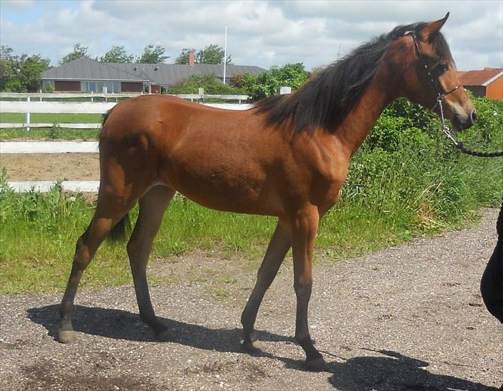 Arabisk fuldblod (OX) FE Shadiva billede 8