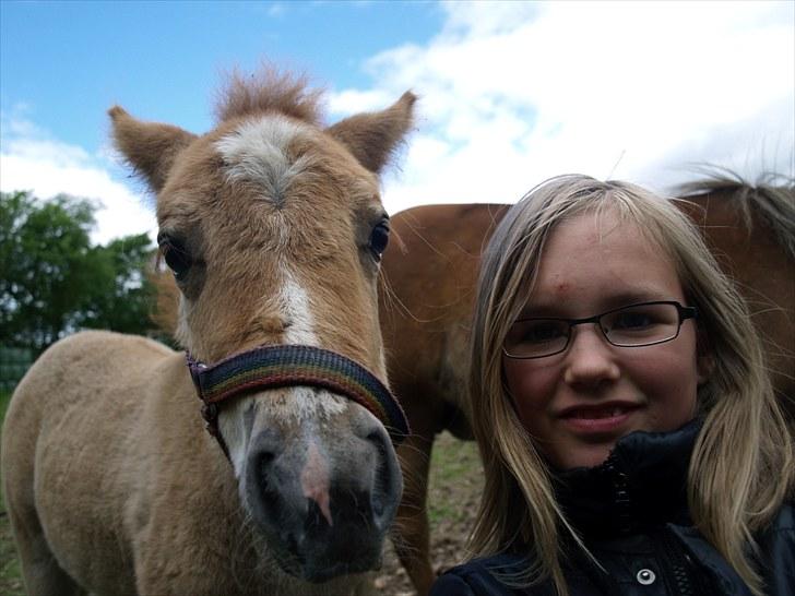 Shetlænder Østergårdens Sweet Sugar - hej alle sammen her er mig og min bedste ven ditte  billede 8