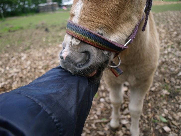Shetlænder Østergårdens Sweet Sugar - klø mig!! jeg klør dig  billede 9