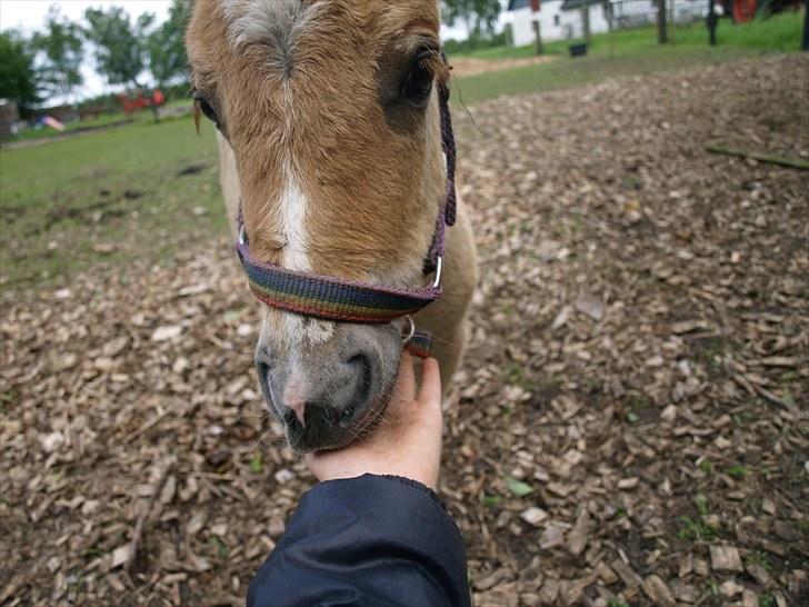 Shetlænder Østergårdens Sweet Sugar - mmm du dufter godt  billede 10