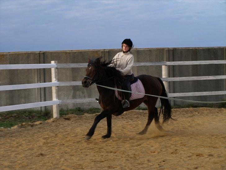 New Forest Bakkegårdens Pink Aline  - 6* og så i galop billede 6