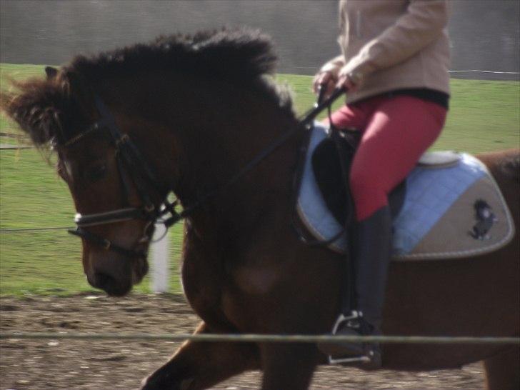 New Forest Bakkegårdens Pink Aline  - 7* billede 7