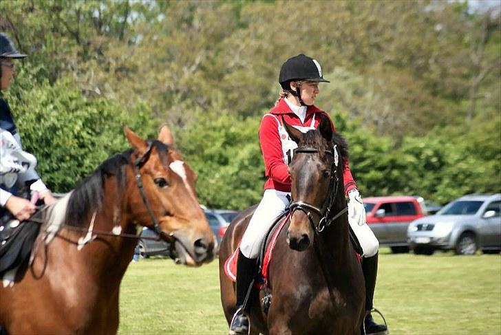 Dansk Varmblod Niendamgaards Morgan - Morgan og mig til distancestævne Hippoaden i Knuthenborg d.12/6-2010. Delt 2.plads ud af 110 starter og kun 1 sekund over tid. Super god placering :) billede 15