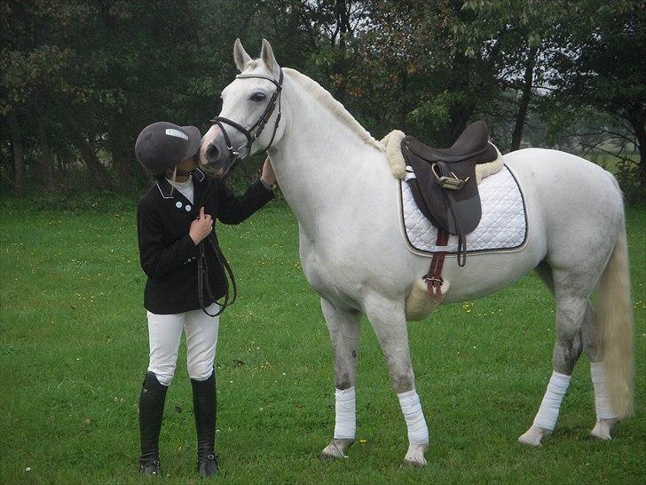 Tysk Sportspony Chica. SOLGT - Dressurstævne 2010! billede 3