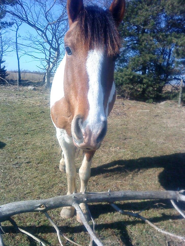 Anden særlig race Jolly :D - NYT! den 22-03-2011 han er bare en smuksak.:D billede 2