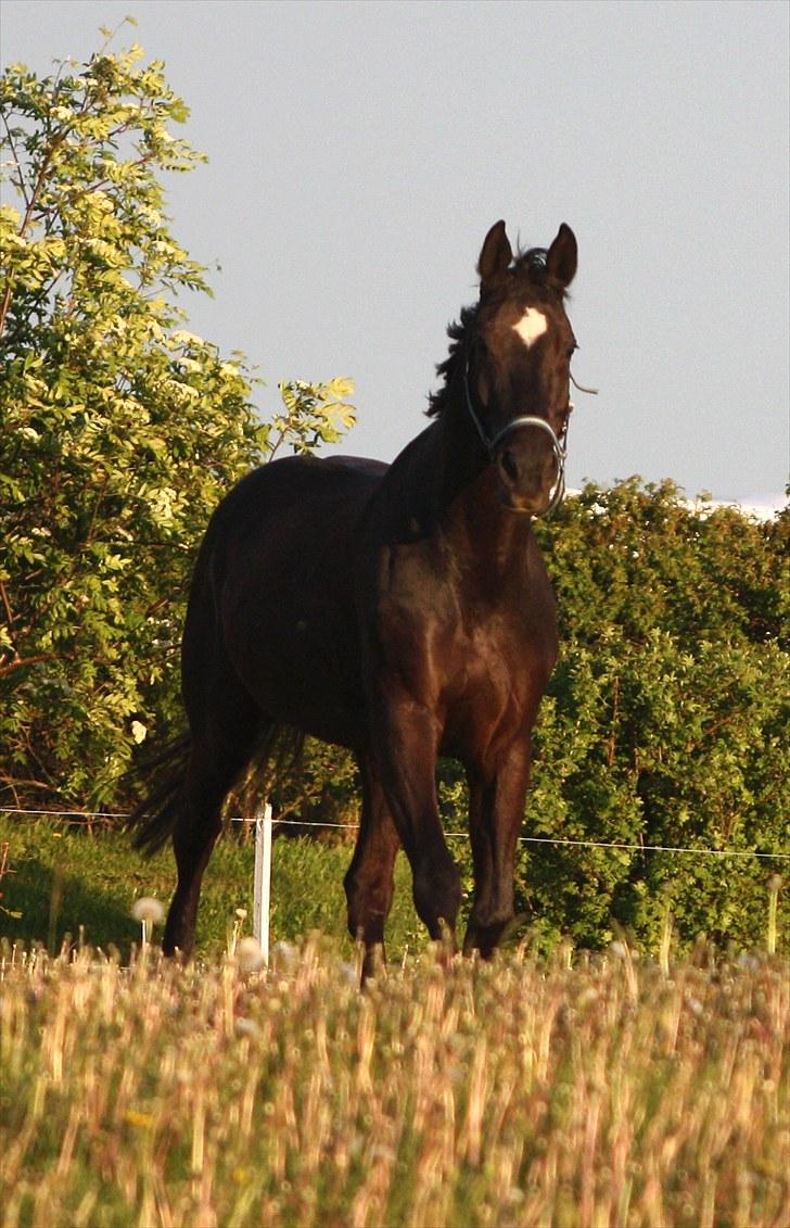 Dansk Varmblod Picoeur - Goddag! (: Foto Mig billede 3