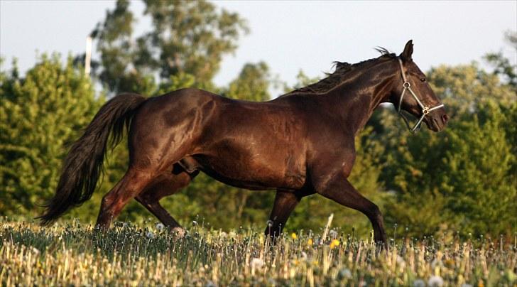 Dansk Varmblod Picoeur - Ude på marken (: Foto: Mig billede 4