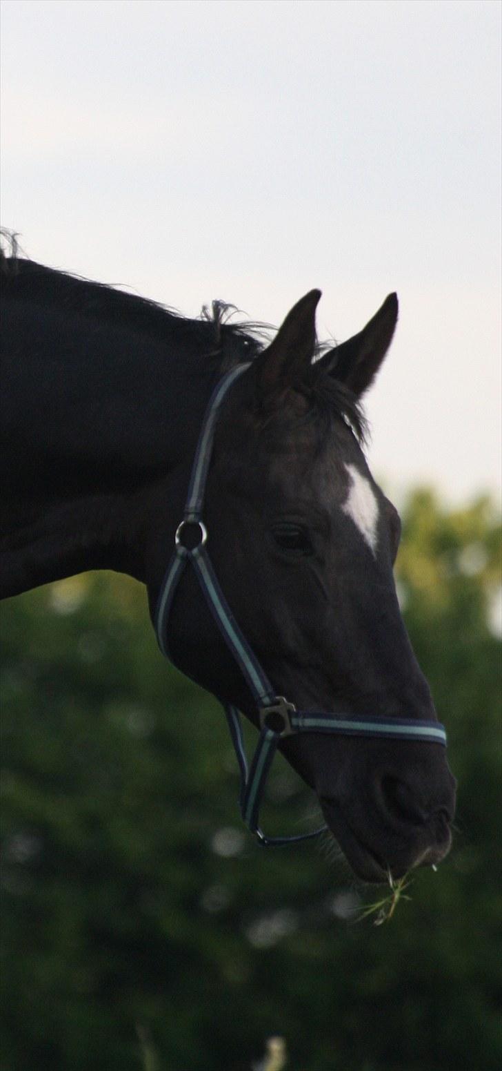 Dansk Varmblod Picoeur - På folden<3. Foto: Mig billede 2