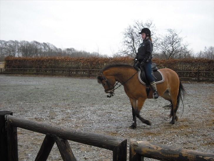 Tysk Sportspony Sally billede 7