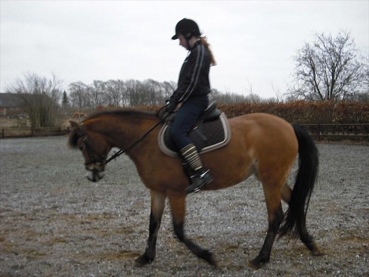 Tysk Sportspony Sally billede 8