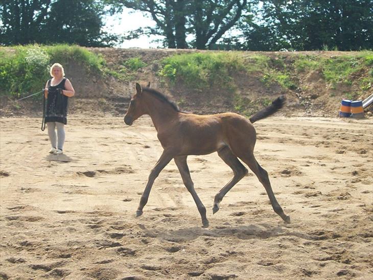 {{currentPhoto.altText}} billede {{currentPhoto.number}}