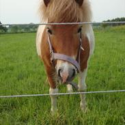 Shetlænder Svale - givet væk