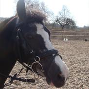 Anden særlig race Bum-Bum