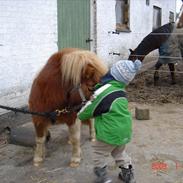 Shetlænder Svale - givet væk