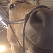 Anden særlig race Sandgårdens Fargo<3 ( Solgt)