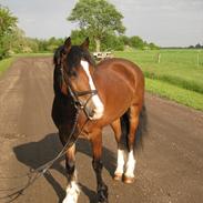 Welsh Cob (sec D) Barnabus