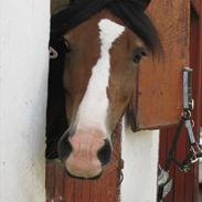 Welsh Cob (sec D) Barnabus